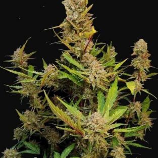 Apricot Auto Feminized Seeds