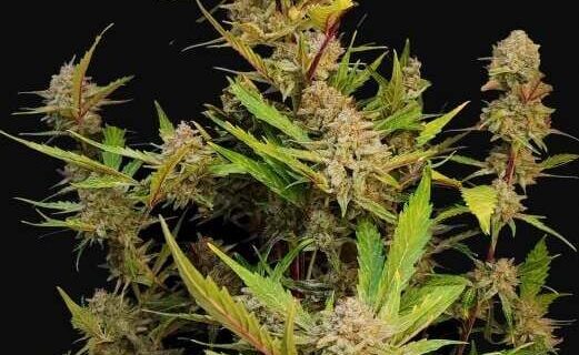 Apricot Auto Feminized Seeds