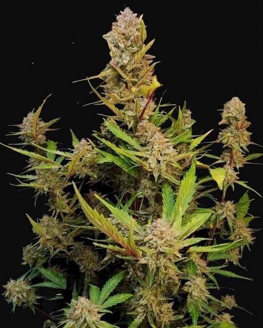 Apricot Auto Feminized Seeds