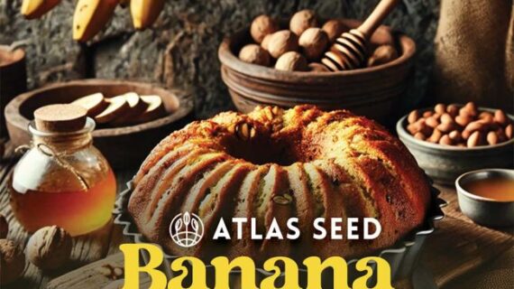 Banana Nut Bread Feminized Seeds