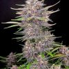Banana Purple Punch Auto is an indica-dominant (75%) auto-flowering strain producing high yields, very high THC content, great colours and a short life-cycle from seed to harvest. An easy-to-grow strain. Banana Purple Punch Auto Feminized Seeds