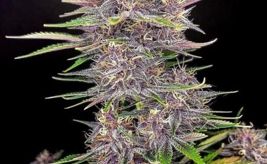 Banana Purple Punch Auto is an indica-dominant (75%) auto-flowering strain producing high yields, very high THC content, great colours and a short life-cycle from seed to harvest. An easy-to-grow strain. Banana Purple Punch Auto Feminized Seeds