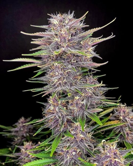 Banana Purple Punch Auto is an indica-dominant (75%) auto-flowering strain producing high yields, very high THC content, great colours and a short life-cycle from seed to harvest. An easy-to-grow strain. Banana Purple Punch Auto Feminized Seeds