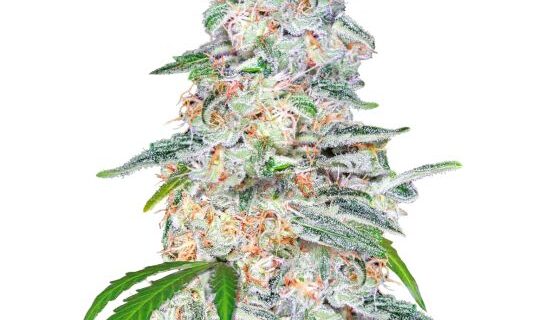 Blue Dream Auto Feminized Seeds