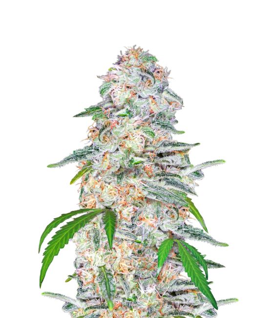 Blue Dream Auto Feminized Seeds