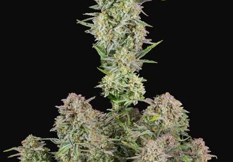 Bruce Banner Auto Feminized Seeds