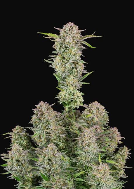Bruce Banner Auto Feminized Seeds
