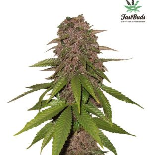 C4 Auto Feminized Seeds