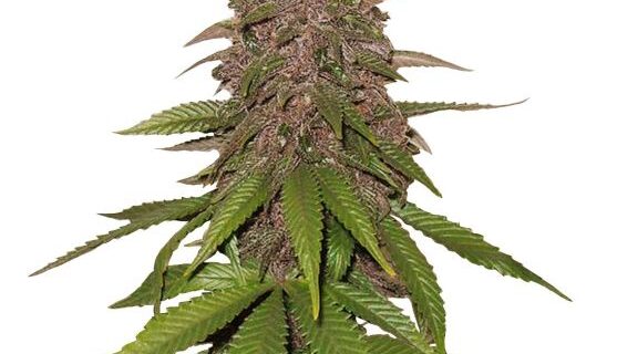 C4 Auto Feminized Seeds