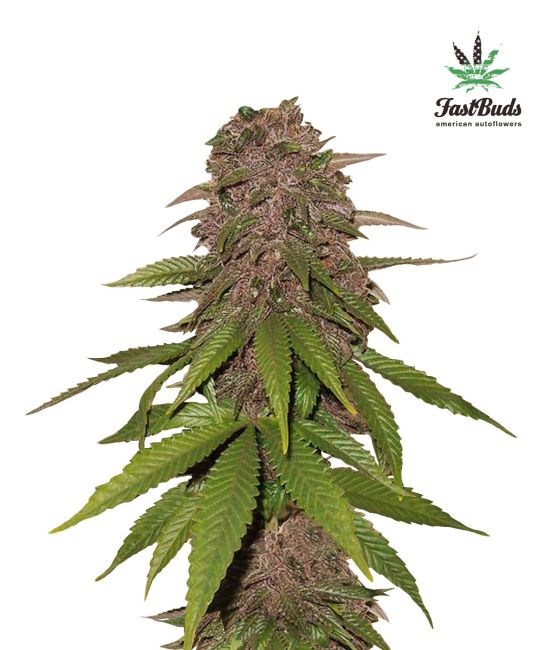 C4 Auto Feminized Seeds