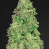 CBD 20:1 Auto Feminized Seeds