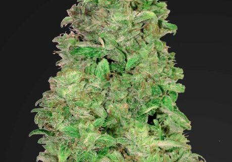 CBD 20:1 Auto Feminized Seeds