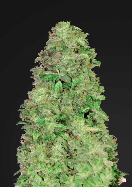CBD 20:1 Auto Feminized Seeds