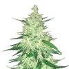 CBD 1:1 Auto Feminized Seeds