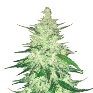 CBD 1:1 Auto Feminized Seeds