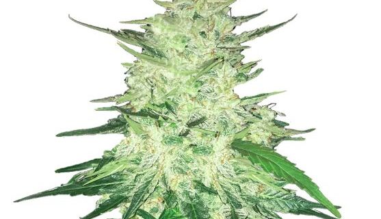 CBD 1:1 Auto Feminized Seeds