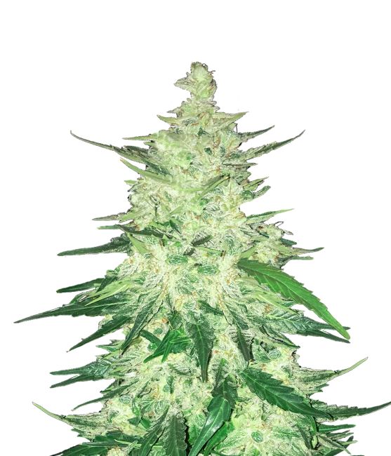 CBD 1:1 Auto Feminized Seeds