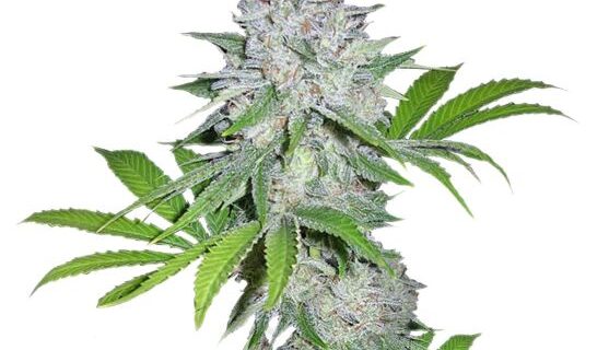 Californian Snow Auto Feminized Seeds