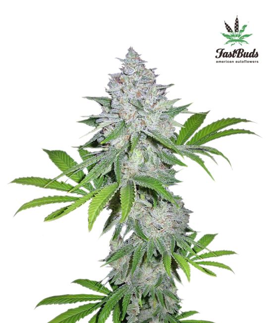 Californian Snow Auto Feminized Seeds