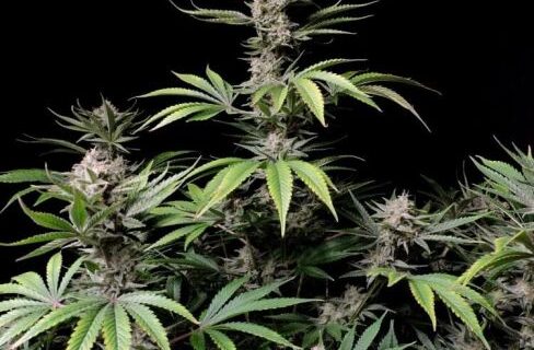 Cherry Cola Auto Feminized Seeds