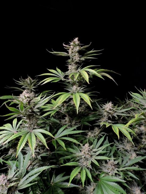 Cherry Cola Auto Feminized Seeds
