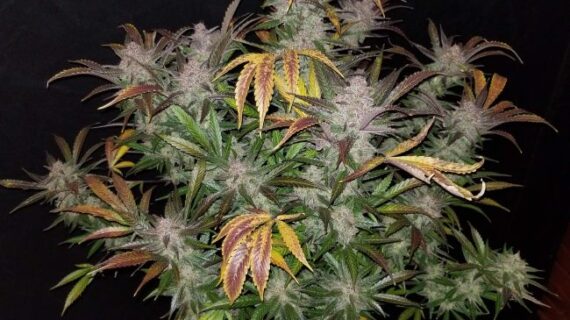 Cream Cookies Auto Feminized Seeds