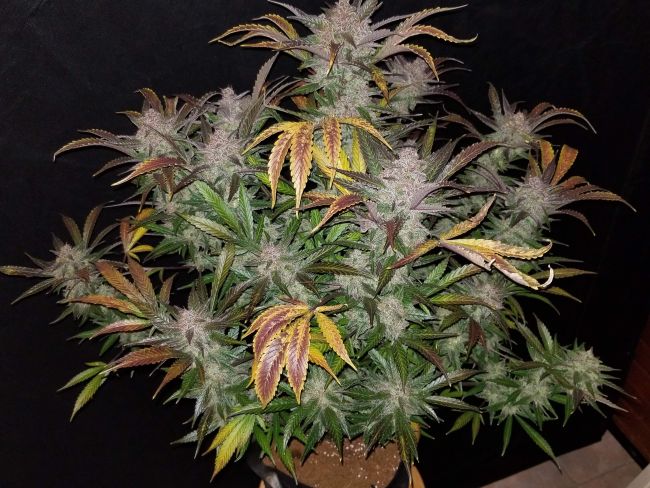 Cream Cookies Auto Feminized Seeds