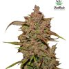 Crystal METH Auto Feminized Seeds