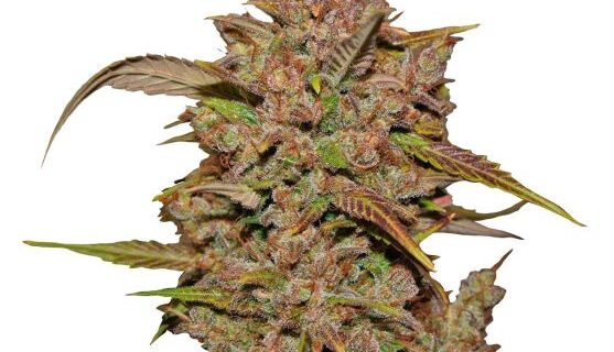 Crystal METH Auto Feminized Seeds