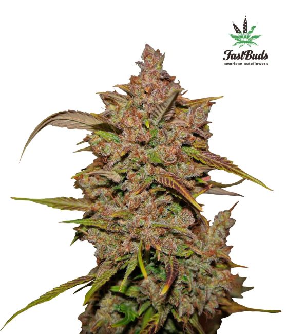 Crystal METH Auto Feminized Seeds
