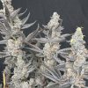Diamond Daggers Feminized Seeds