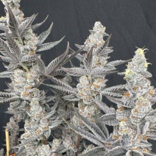 Diamond Daggers Feminized Seeds