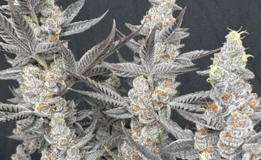 Diamond Daggers Feminized Seeds
