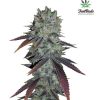 Fastberry Auto Feminized Seeds