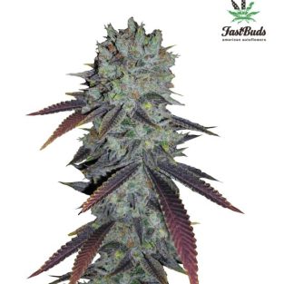 Fastberry Auto Feminized Seeds