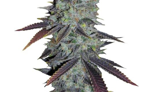 Fastberry Auto Feminized Seeds