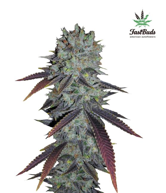 Fastberry Auto Feminized Seeds