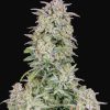 Forbidden Runtz Auto Feminized Seeds