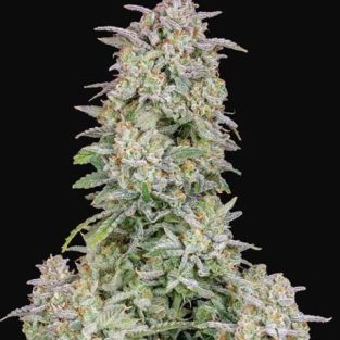 Forbidden Runtz Auto Feminized Seeds
