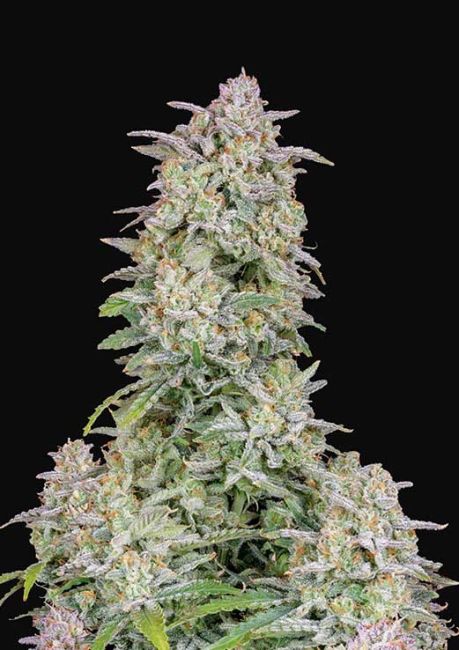 Forbidden Runtz Auto Feminized Seeds