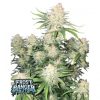Frostbanger Auto Feminized Seeds