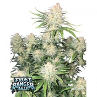 Frostbanger Auto Feminized Seeds