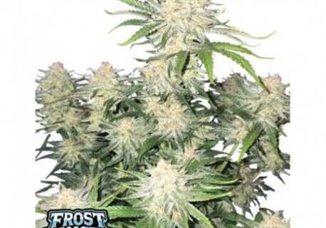 Frostbanger Auto Feminized Seeds