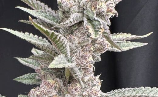 Funkdafied x Gas Guzzler