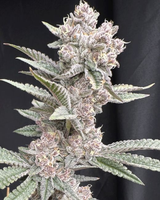 Funkdafied x Gas Guzzler