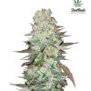 G14 Auto Feminized Seeds