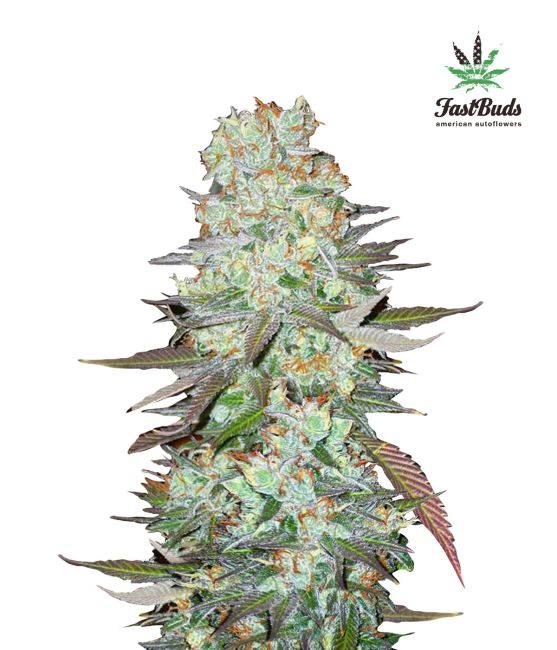 G14 Auto Feminized Seeds