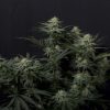 GG4 Sherbet Fast Feminized Seeds