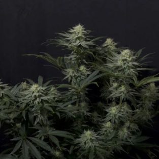 GG4 Sherbet Fast Feminized Seeds