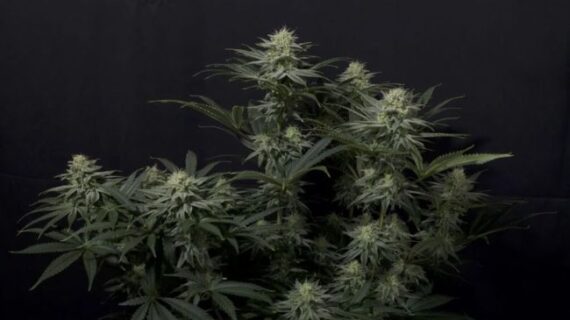 GG4 Sherbet Fast Feminized Seeds